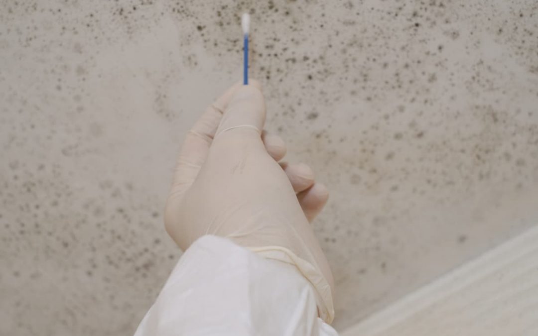 Mold Testing: What to Expect and Why It Is Essential
